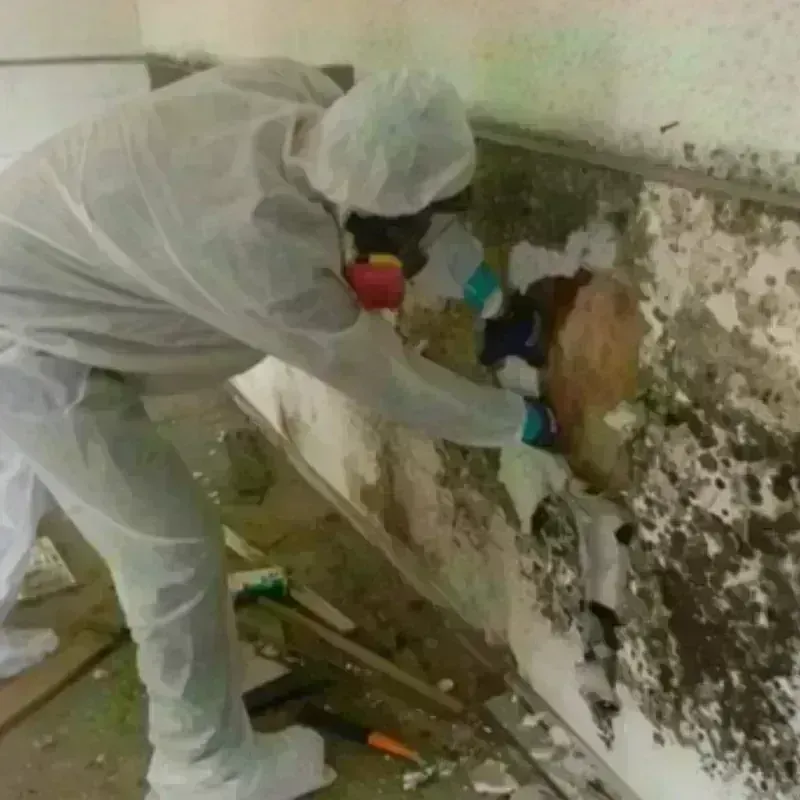 Mold Remediation and Removal in Cambrian Park, CA